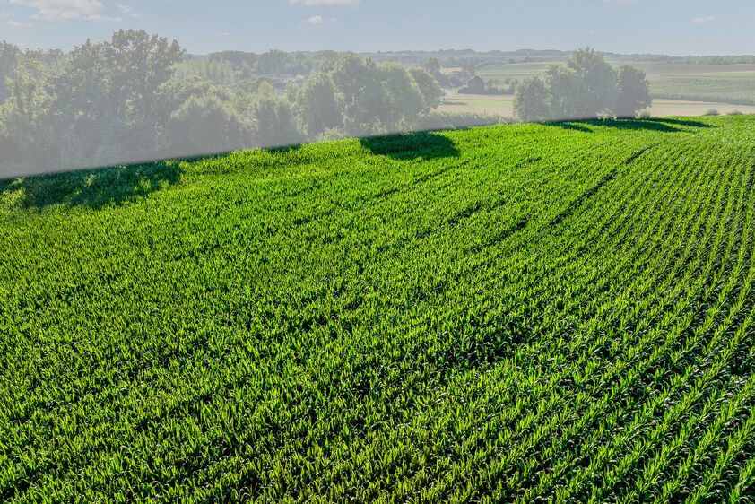 Landbouwgrond te koop in Tongeren-Borgloon