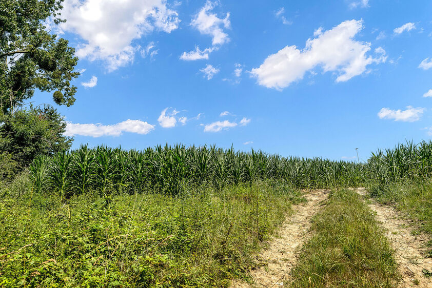 Landbouwgrond te koop in Tongeren-Borgloon